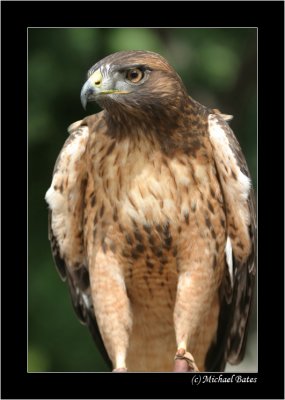 Red Tail Hawk