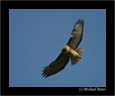 Hawk