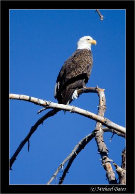 Eagles