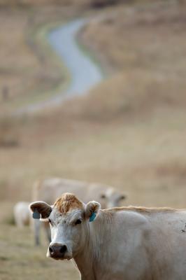 mammals
