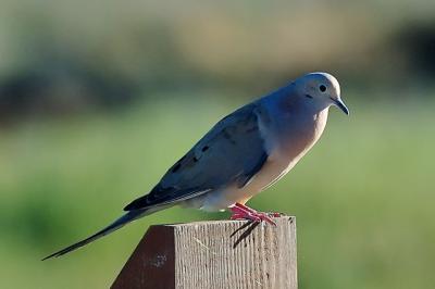 DSC_2299.jpg