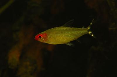 rummynose_tetras