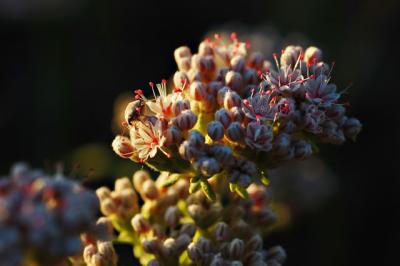 DSC_8212.jpg