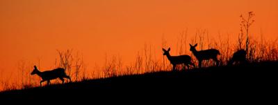 deers