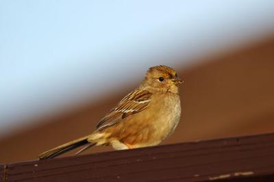 DSC_0927.jpg