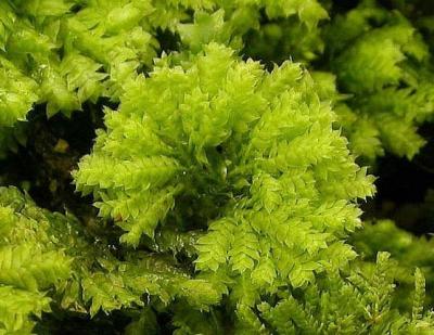 moss