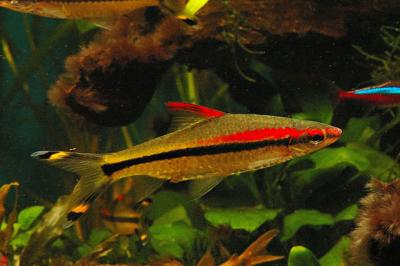 DSC_1984.jpg