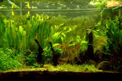 90_gallon_