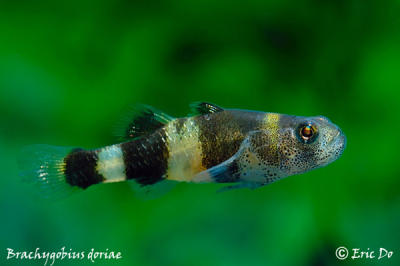 brackish