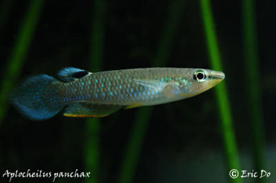 killifish