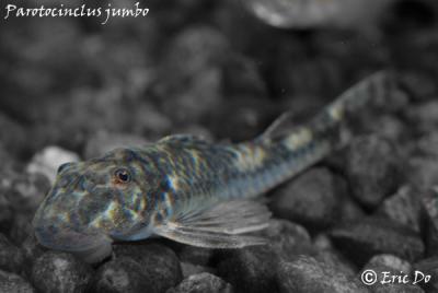 parotocinclus_jumbo