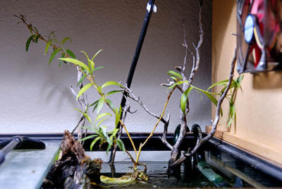 above_the_tank_11706