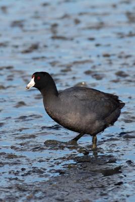 american_coot