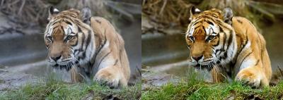 tigerdone.jpg
