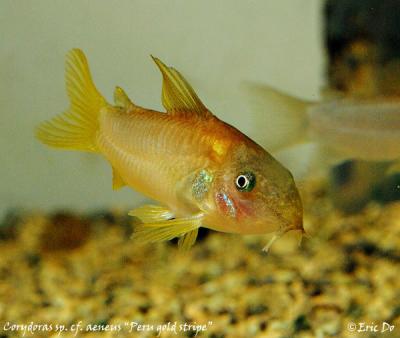 corydoras