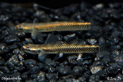 gobies