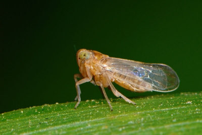 insects