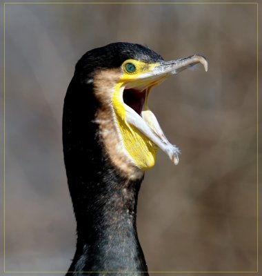 Kormoran.jpg