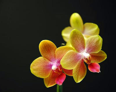 Miniorchidee.jpg