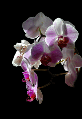Orchidee.gif