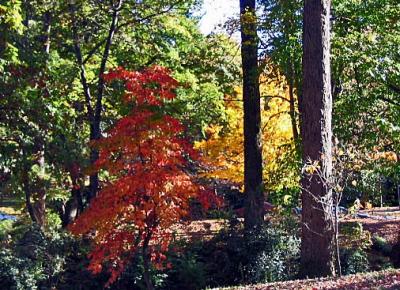 Autumn in Ansley Park