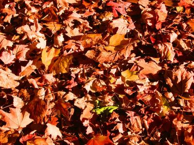 leaves on ground 1.jpg