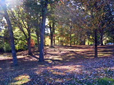 Autumn in Ansley Park