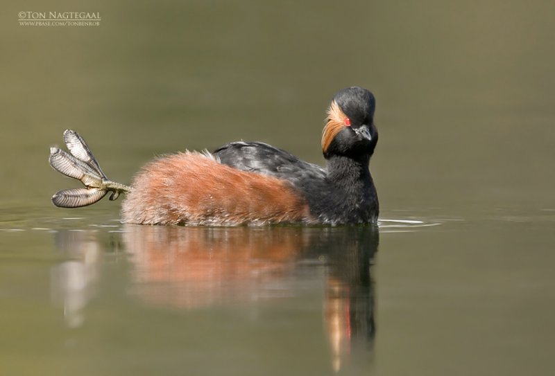 Geoorde fuut - Black-necked Grebe - Podiseps nigricollis