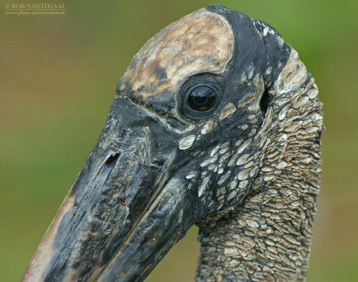 Kaalkopooievaar - Wood Stork - Mycteria americana