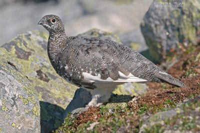 Alpensneeuwhoen - Rock Ptarmigan - Lagopus mutus