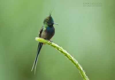 Gekuifde Draadkolibrie - Wire-crested Thorntail - Popelairia popelairii