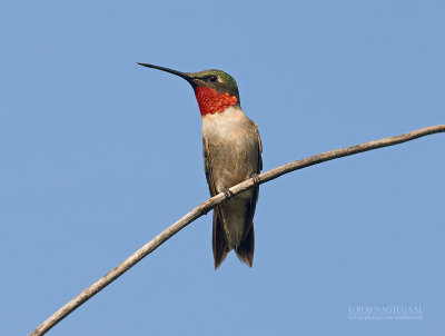 Robijnkeeltje - Ruby-throated Hummingbird - Archilochus colubris
