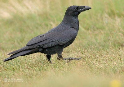 Raaf - Raven - Corvus corax