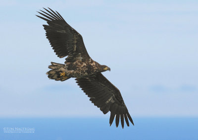 Zeearend - White-tailed Eagle - Haliaeetus albicilla