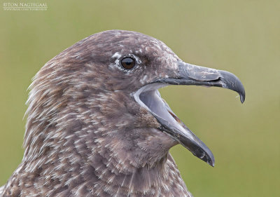 Grote Jager - Great Skua - Stercorarius skua