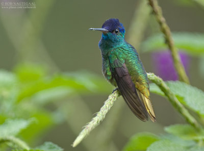 Bronsstaart-saffierkolibrie - Golden-tailed Sapphire - Chrysuronia oenone