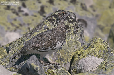 Alpensneeuwhoen - Rock Ptarmigan - Lagopus mutus