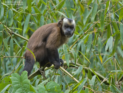 Bruine kapucijnaap - Brown capuchin monkey - Cebus apella