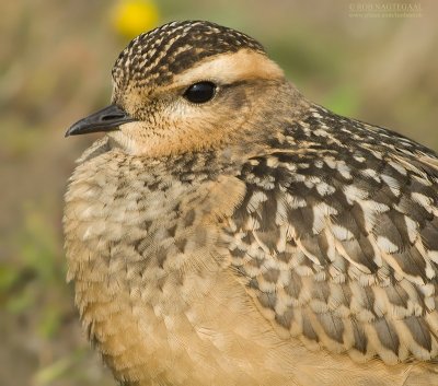 Morinelplevier - Dotterel - Charadrius morinellus