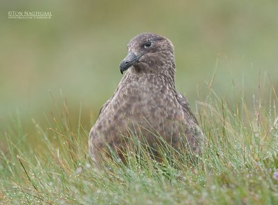 Grote Jager - Great Skua - Stercorarius skua