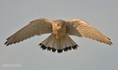 Torenvalk - Common Kestrel - Falco tinuncullus