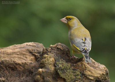 Groenling - Greenfinch - Chloris chloris