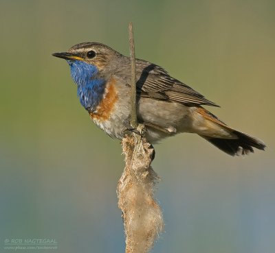 Blauwborst - Bluethroat - Luscinia svecica