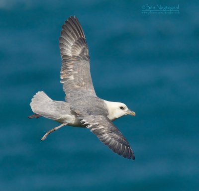 Noordse stormvogel - Northern Fulmar - Fulmarus glacialis