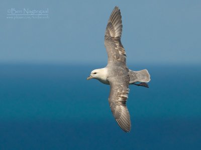 Noordse stormvogel - Northern Fulmar - Fulmarus glacialis