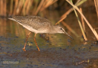 Tureluur - Redshank - Tringa totanus