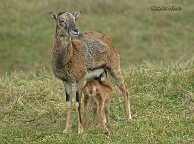 Moeflon - Mouflon - Ovis gmelini musion