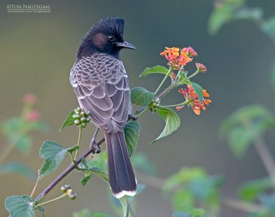 Roodbuikbuulbuul - Red-vented Bulbul - Pycnonotus cafer