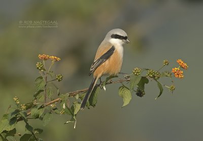 Langstaartklauwier - Long-tailed Shrike - Lanius schach