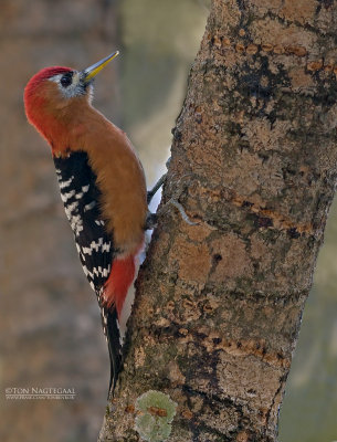 Bloedbuikspecht - Rufous Belied Woodpecker - Dendrocopos hyperythrus